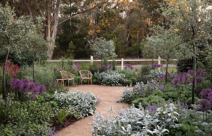 A cottage garden with alliums and silver foliage either side of a gravel path, two woven chairs at its centre and eucalypts behind a white fence.