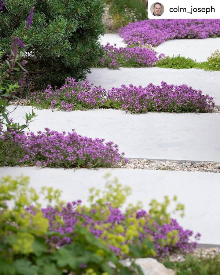 Broad pale stone paving slabs with creeping thyme in flower between them, beside a pine and lady's mantle.