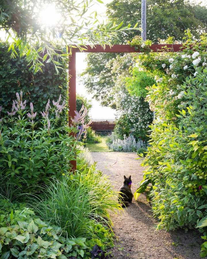 A garden path through dense planting under a rusted steel arch with climbers, with a dog sitting on the gravel.