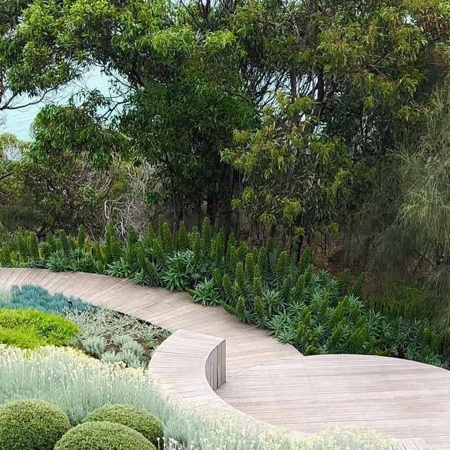 A curving timber boardwalk winding between clipped mounds, silver foliage and a bank of echium spikes, with gum trees behind.