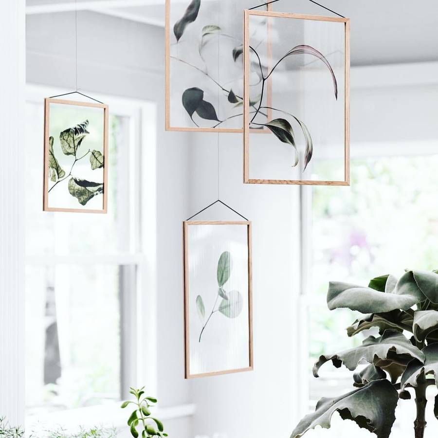 Four timber framed glass panels hanging on wires from a ceiling, each holding pressed leaves, in a white room with windows and plants.
