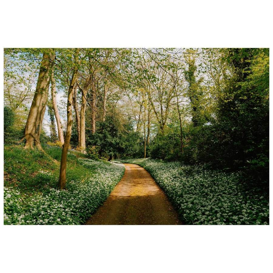 A lane running between banks of wild garlic in flower through woodland of beech and pine, shown as a landscape photograph inside a white square border.
