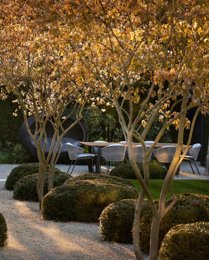 Multi stemmed trees with coppery foliage lit by low sun, above clipped box mounds beside a gravel path, with an outdoor dining table and chairs and a round woven daybed against a hedge behind.