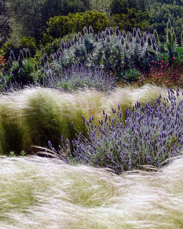 Drifts of bleached feather grasses bending in the wind, with lavender in flower, tall spikes of echium and evergreen shrubs behind.