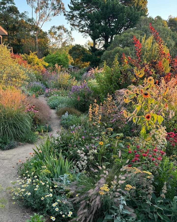 A narrow gravel path curving through deep beds of grasses, sunflowers, bee balm, yarrow and daisies in late light, with gum trees and a conifer behind.