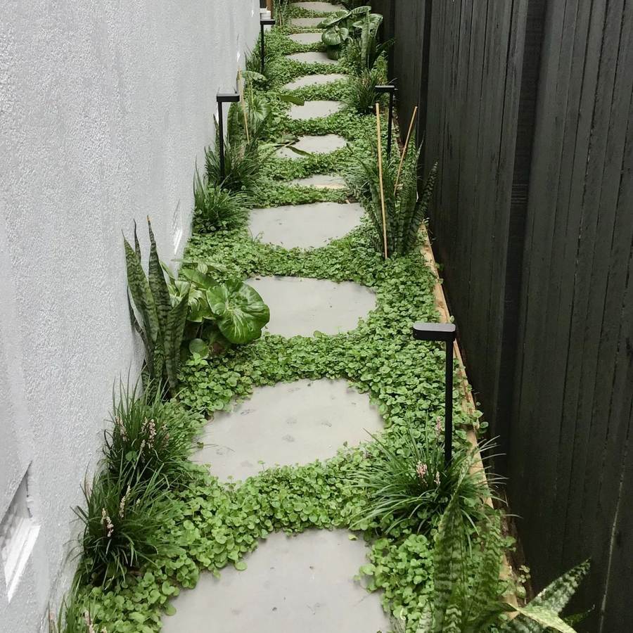 A narrow side path of round pale steppers set in dichondra between a white rendered wall and a dark timber fence, with sansevieria, ligularia, grasses and black spike lights.