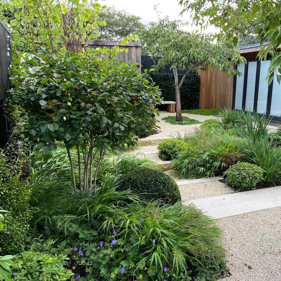 A garden of gravel and pale stone paving with multi stemmed trees, a clipped box ball, hakonechloa grasses and geraniums in flower, beside a timber clad garden building.