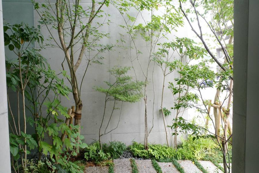 A narrow garden beside a bare concrete wall, with multi stemmed maples and shrubs staked with timber poles, low ferns and groundcover at their base, and granite paving slabs with grass in the joints in the foreground.