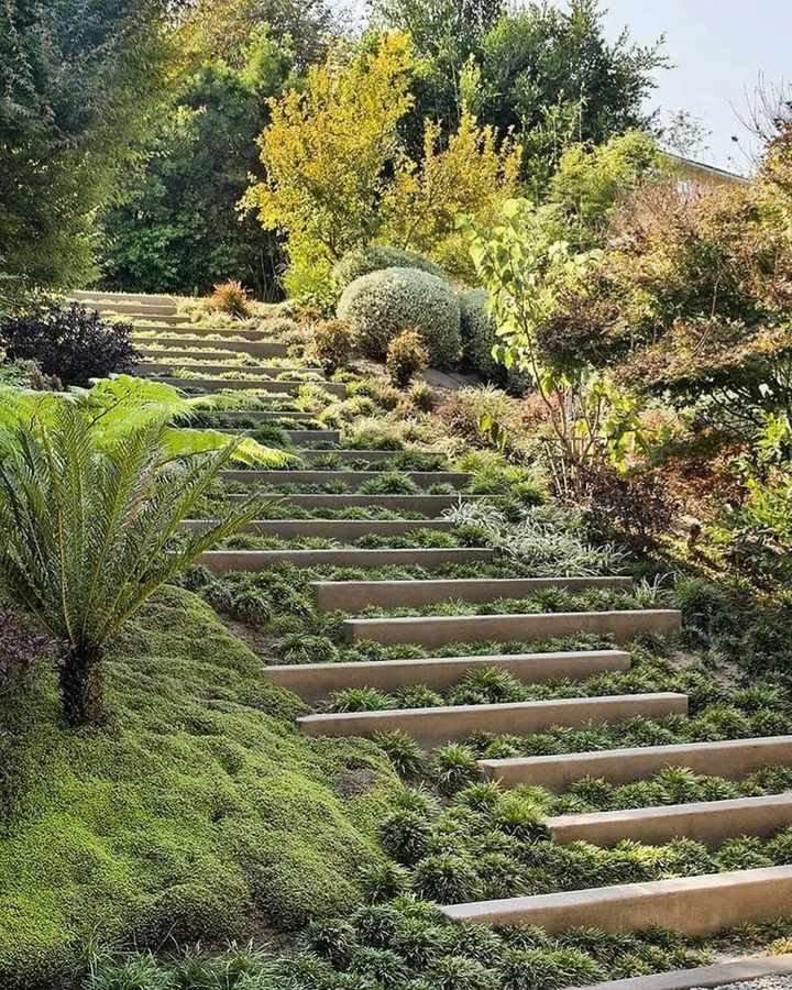 A long flight of concrete step terraces climbing a planted slope, with green groundcover growing between the treads, a tree fern and a mound of low growing plants at one side, and clipped silver shrubs and a golden leaved tree above.