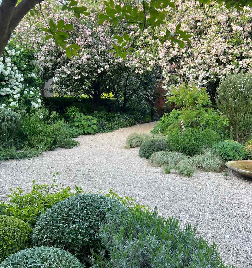 A gravel garden with a broad pale gravel clearing, a crab apple in pale pink blossom overhead, white snowball viburnum, clipped grey and green mounds, tufts of pale grasses, lavender and rosemary, and a shallow stone bowl at one edge.