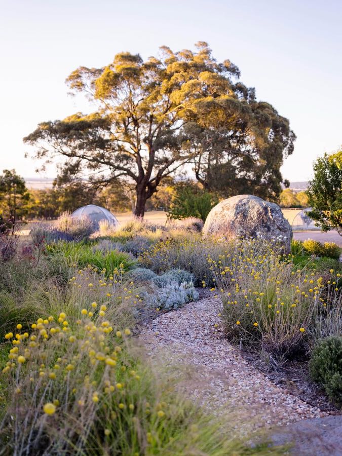 A gravel path through yellow flowering planting, with a granite boulder and a large gum tree behind.