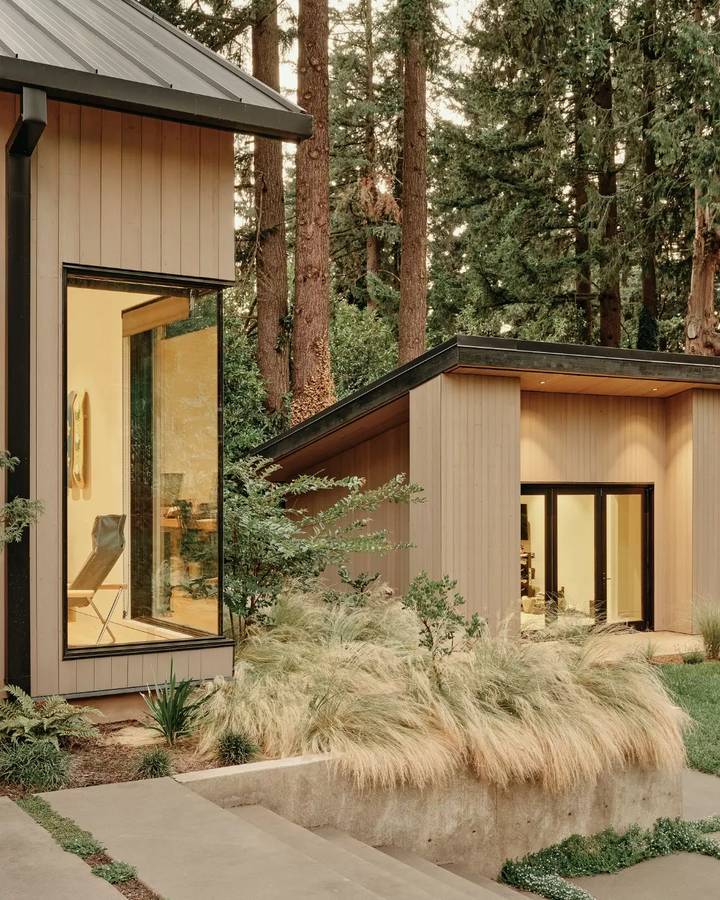 A pale timber clad house among tall firs, with ornamental grasses in a raised concrete planter in front.